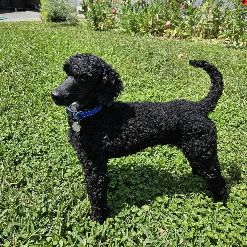 Passion 'archie' thumbnail 3