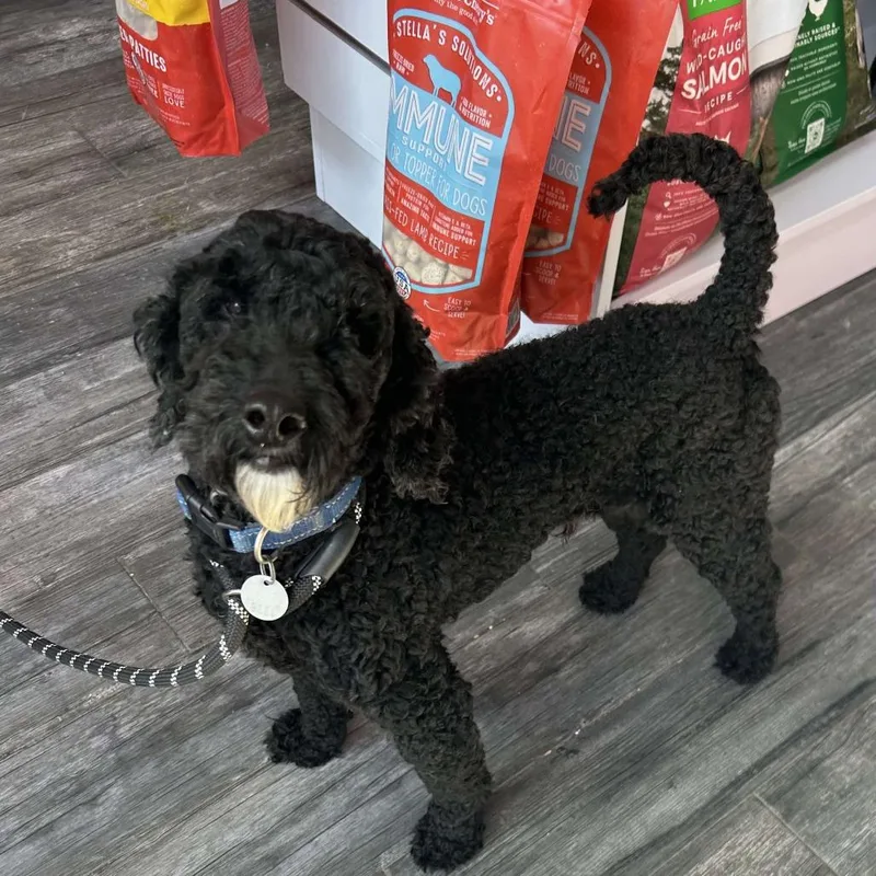 Passion 'archie' thumbnail 4