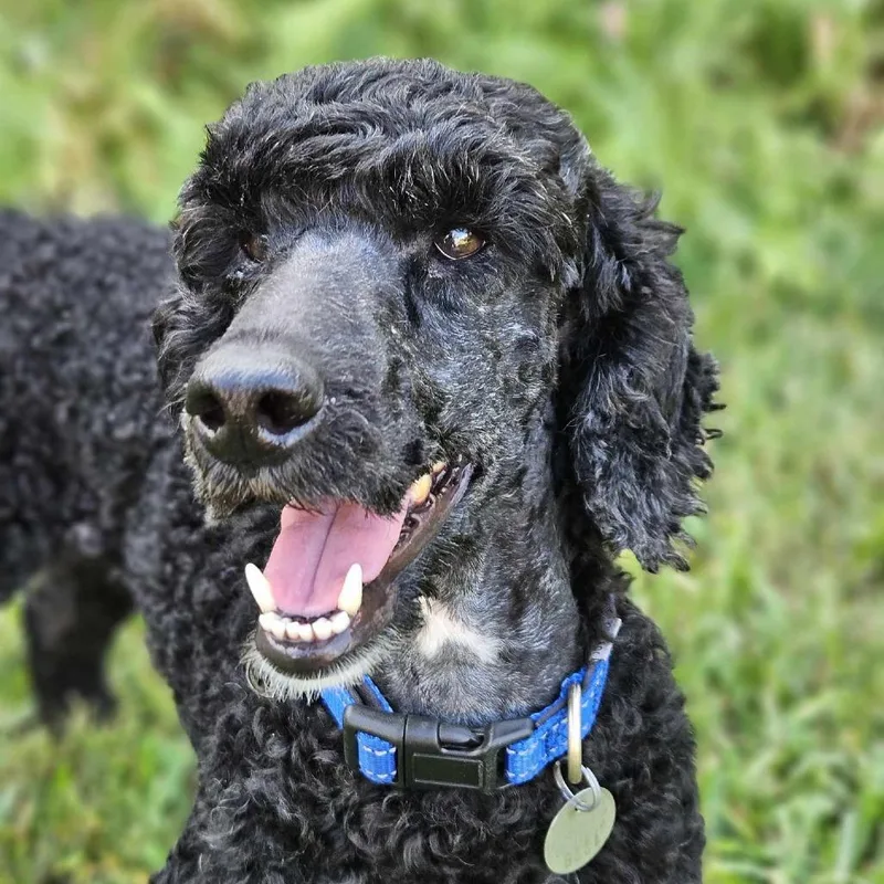 Passion 'archie' thumbnail 5