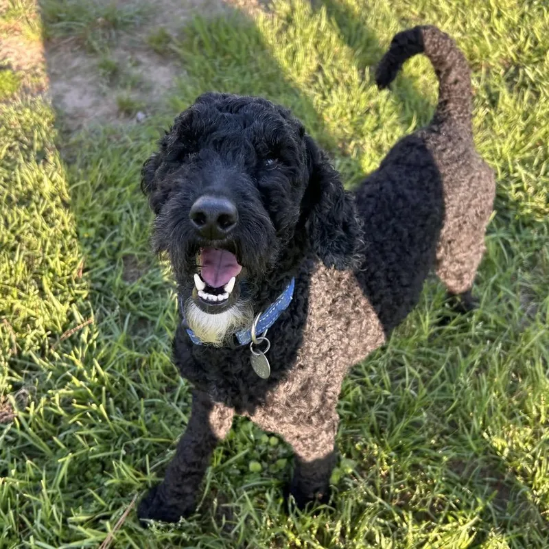 Passion 'archie' thumbnail 6