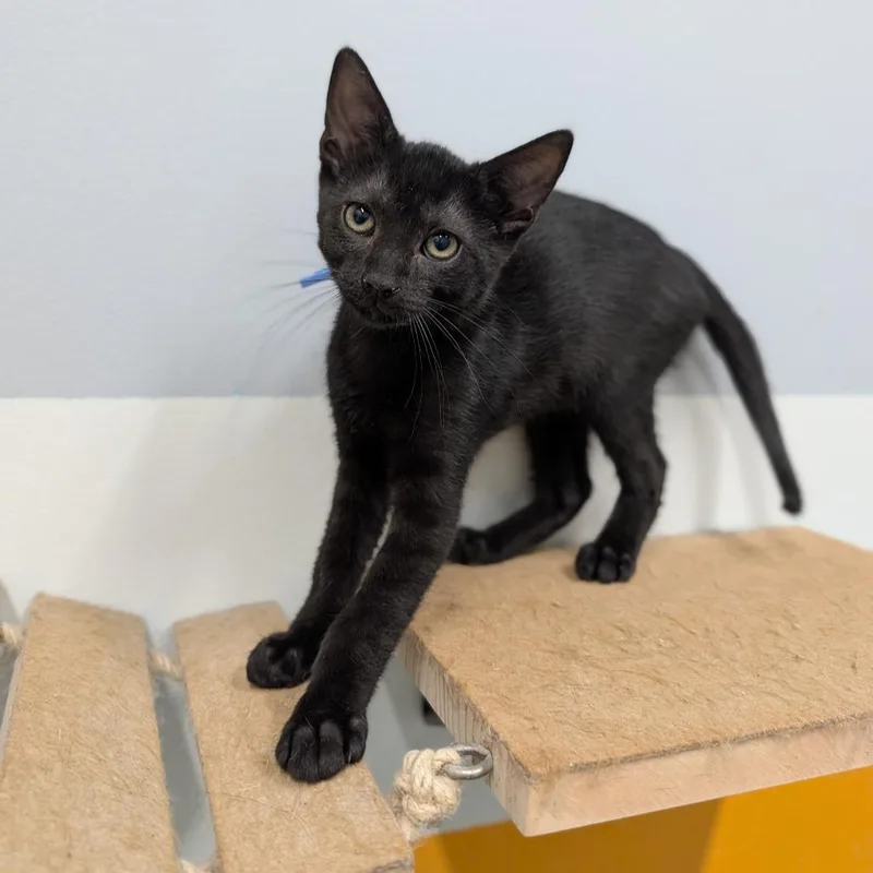 A baby medium-sized male Black Domestic Short Hair cat named Scout for adoption in Cape Girardeau, MO