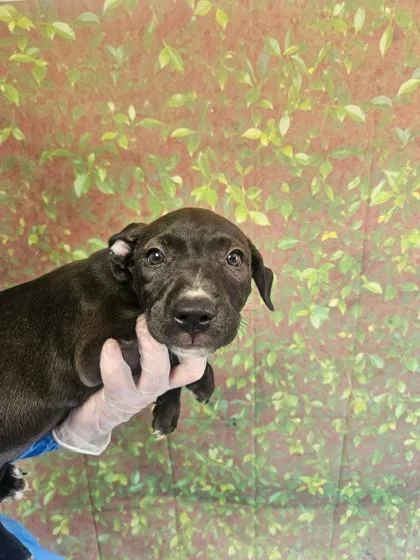 A young small-sized female Labrador Retriever dog named Hadley for adoption in San Antonio, TX