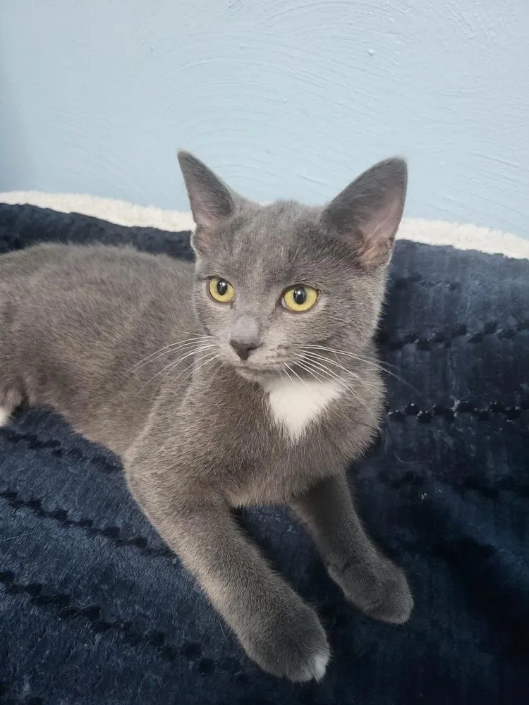 A baby small-sized female Gray / Blue / Silver Domestic Short Hair cat named Cindy for adoption in West Mifflin, PA