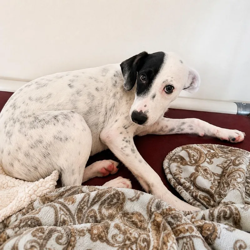 A young medium-sized female Black Mixed Breed dog named Pink for adoption in Brownsboro, AL