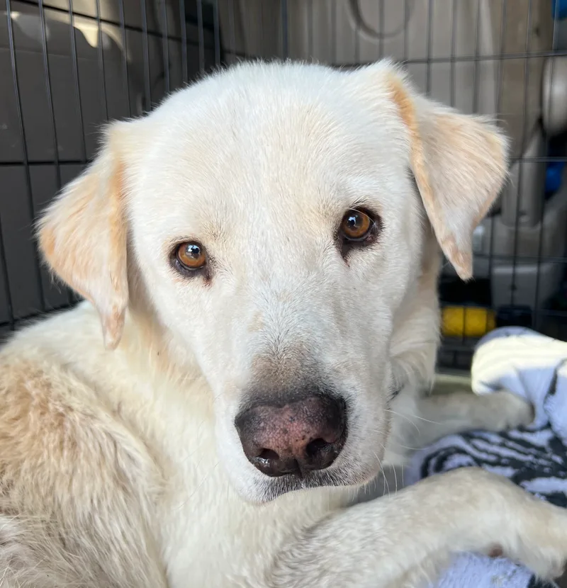An adult large-sized male White / Cream Golden Retriever dog named Butters for adoption in Anna, TX