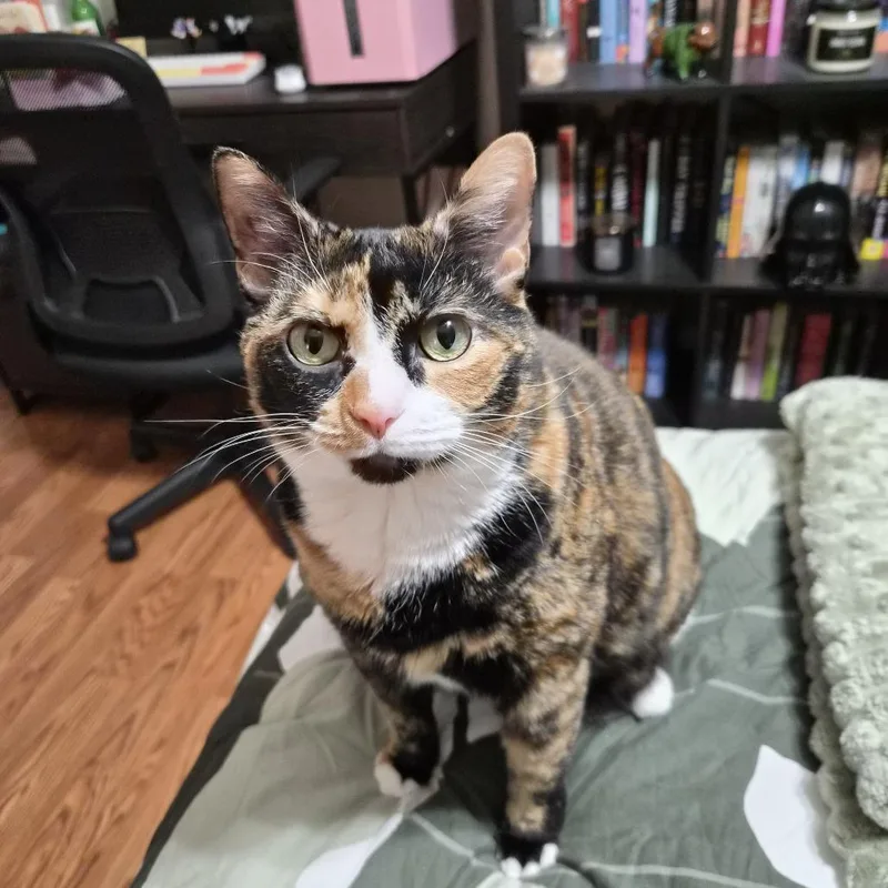 An adult small-sized female Domestic Short Hair cat named Cleo for adoption in Fairfax, VA