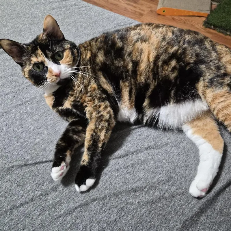 Cleo thumbnail 2
