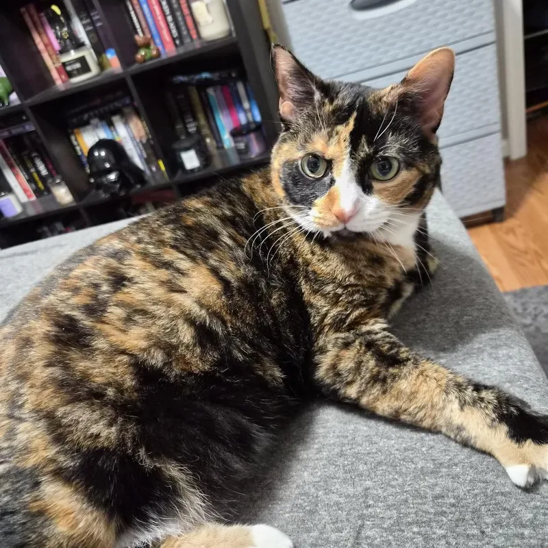 Cleo thumbnail 3