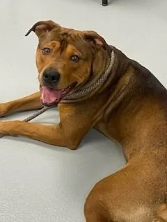 A young large-sized male Mixed Breed dog named Moose for adoption in Saint Cloud, FL