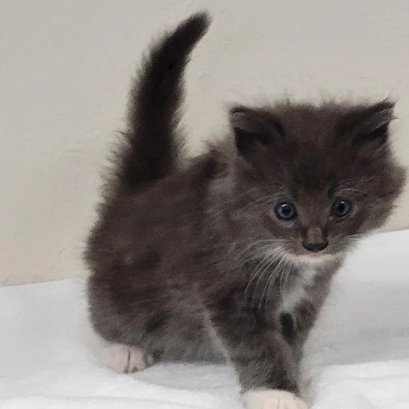 A baby small-sized male Gray / Blue / Silver Domestic Long Hair cat named Butcher for adoption in Willows, CA