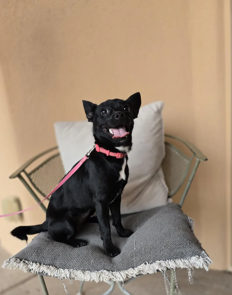 A young small-sized female Black Chihuahua dog named Gidget for adoption in Boerne, TX