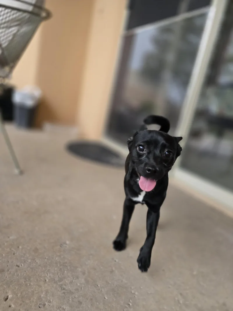 Gidget thumbnail 2