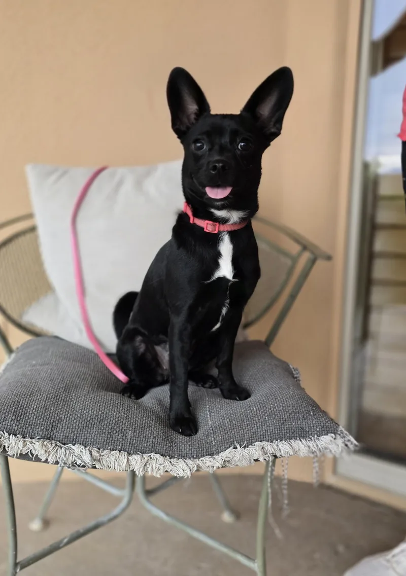 Gidget thumbnail 3