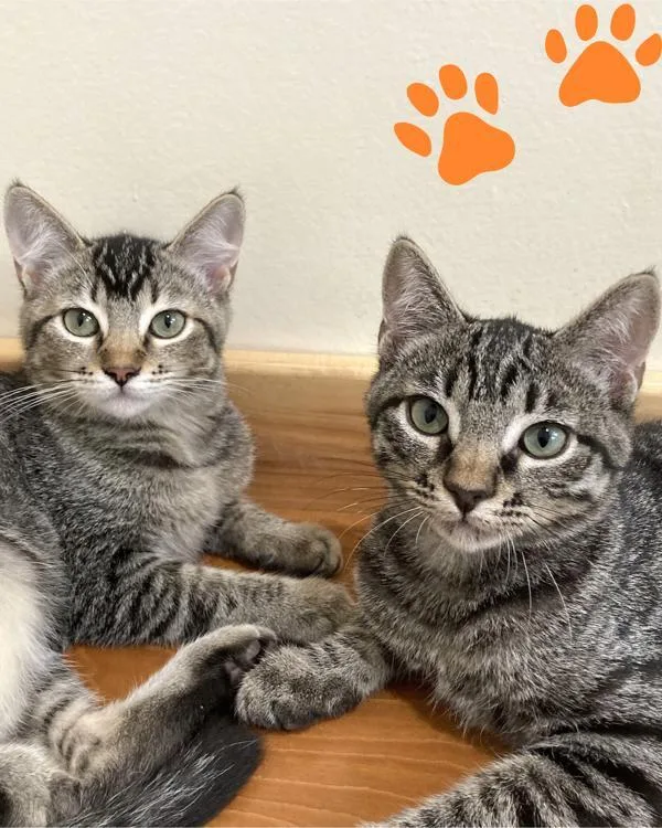 A young small-sized female Domestic Short Hair cat named Nutmeg for adoption in Novato, CA