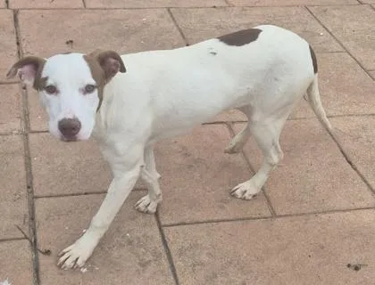 A young medium-sized female Terrier dog named Caroline for adoption in Shreveport, LA