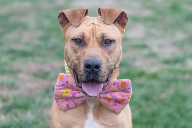 An adult medium-sized male American Staffordshire Terrier dog named Judge for adoption in York, SC