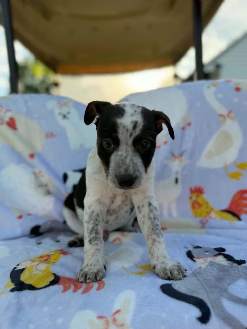 A baby medium-sized male Black Australian Cattle Dog / Blue Heeler dog named Axel for adoption in Dysart, IA