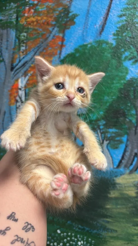 A baby medium-sized female Domestic Short Hair cat named Kanoodle for adoption in New Braunfels, TX
