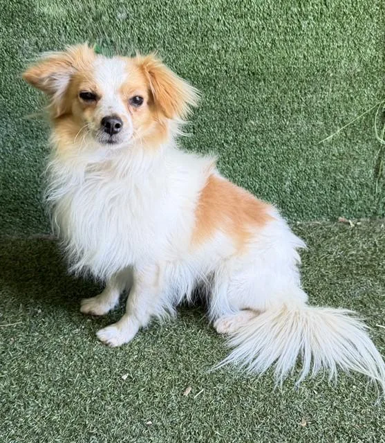 An adult small-sized male Papillon dog named Lightning Mcqueen for adoption in Lancaster, CA