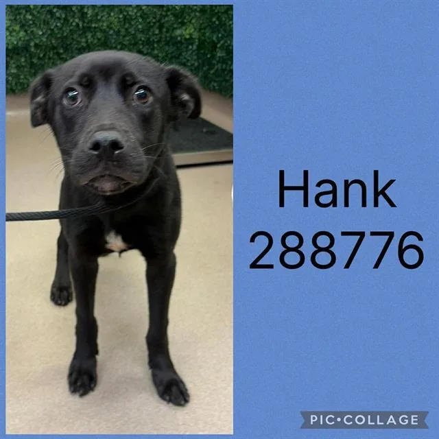 A young medium-sized male Labrador Retriever dog named Hank for adoption in Macon, GA