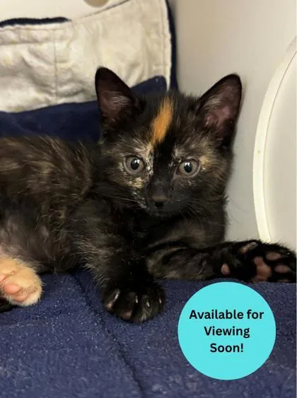 A baby small-sized female Domestic Short Hair cat named Sissy for adoption in Kalispell, MT