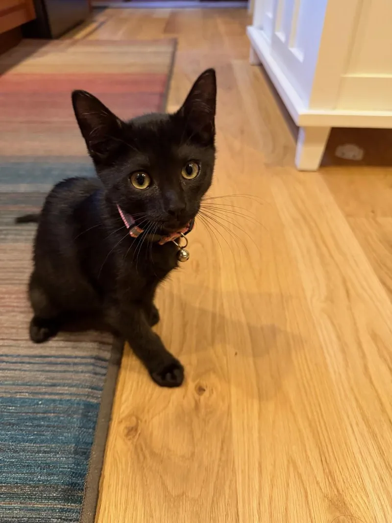 A baby small-sized male Domestic Short Hair cat named Pinky for adoption in Melrose, MA