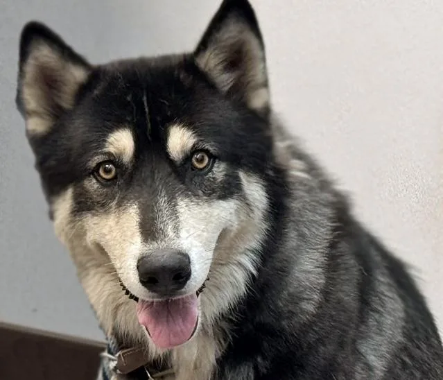 An adult large-sized male Siberian Husky dog named Buccaneer for adoption in Tucson, AZ