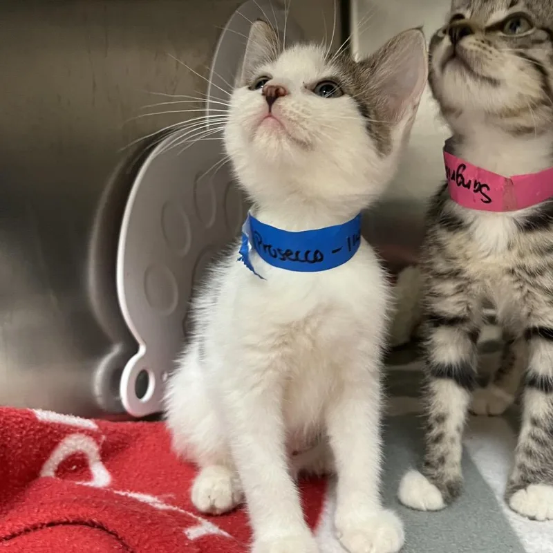 A baby small-sized male White Domestic Short Hair cat named Prosecco for adoption in Lakeland, FL