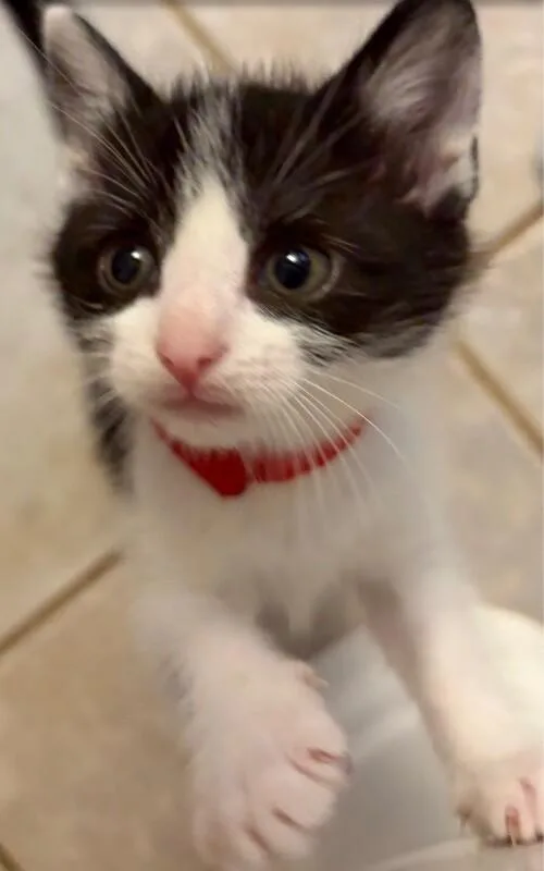 Pebbles