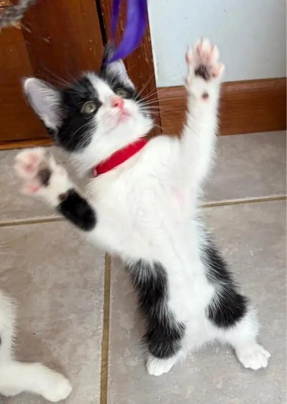 Pebbles thumbnail 3