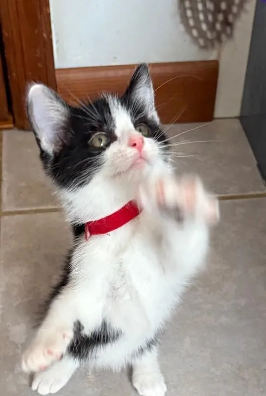 Pebbles thumbnail 4