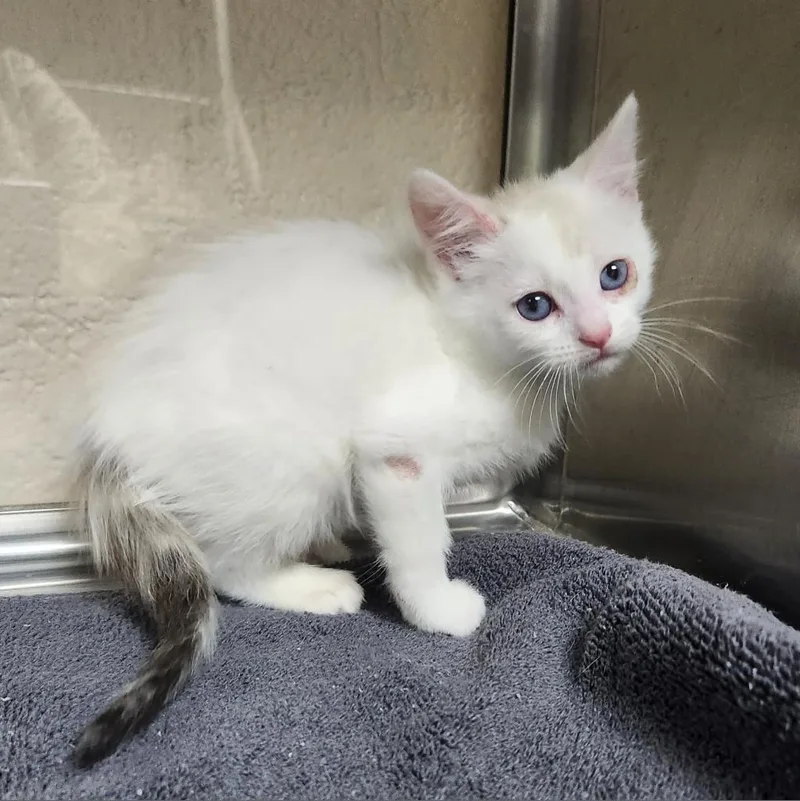 An adult small-sized female Cream / Ivory Domestic Short Hair cat named Cloudberry for adoption in Casa Grande, AZ