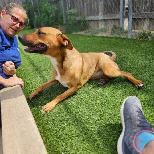 A young large-sized female Shepherd dog named Creed for adoption in Broken Arrow, OK