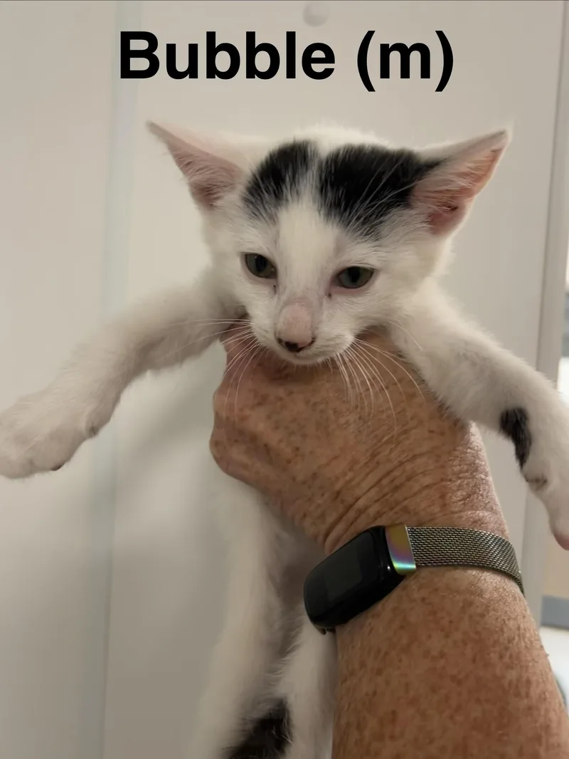 A baby medium-sized male White Domestic Short Hair cat named Bubble for adoption in Saugerties, NY
