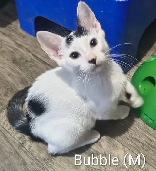 Bubble thumbnail 2