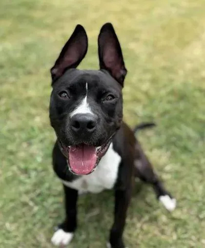An adult large-sized male Mixed Breed dog named Patrick for adoption in Memphis, TN