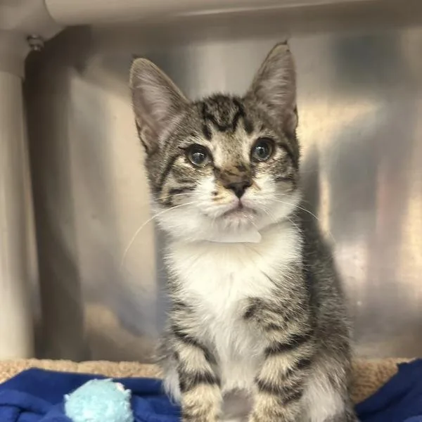 A baby small-sized female Domestic Short Hair cat named Middy for adoption in Walnut Creek, CA