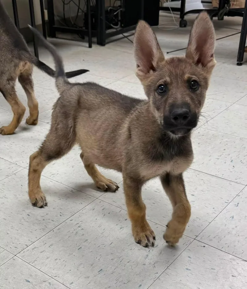 A young small-sized male Bicolor German Shepherd Dog dog named Simba for adoption in Oakdale, CA