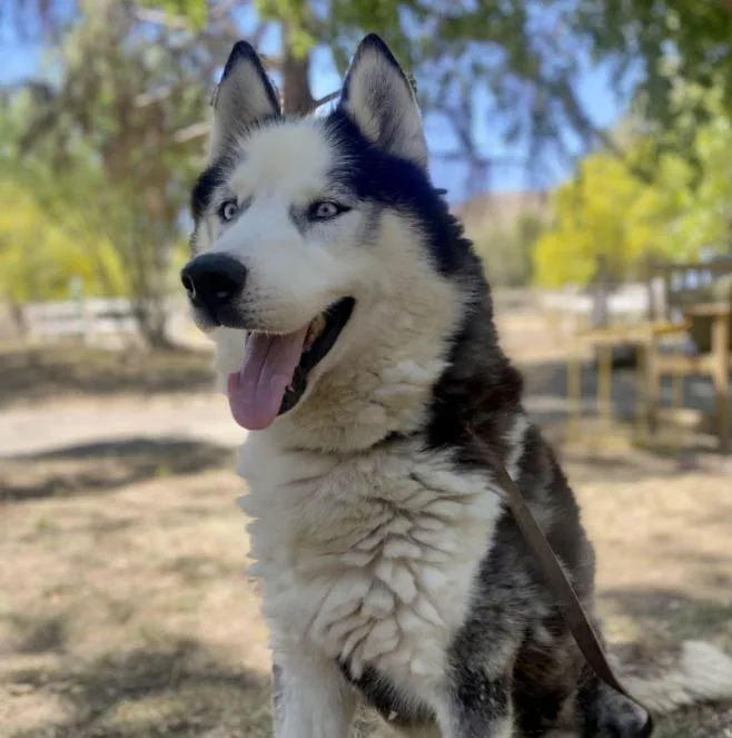 An adult medium-sized male Bicolor Siberian Husky dog named Oreo for adoption in Naperville, IL