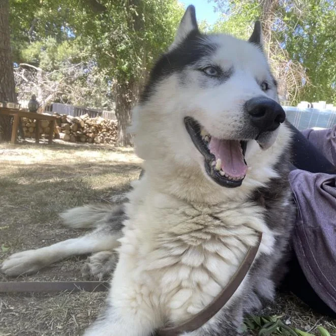 Oreo thumbnail 2