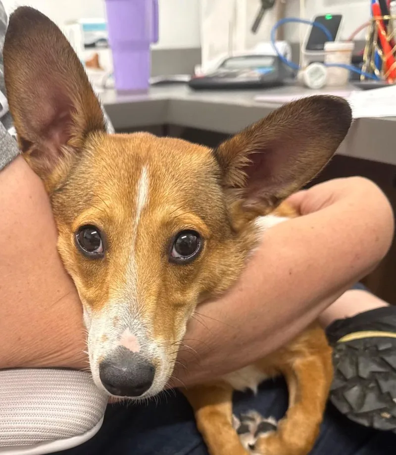A baby medium-sized male Corgi dog named Rambo for adoption in Auburn, IN
