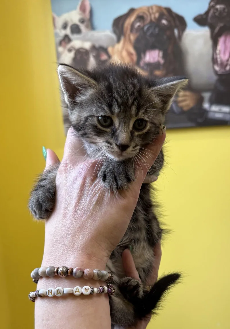 A baby medium-sized male Domestic Short Hair cat named Road Runner for adoption in Sanford, NC