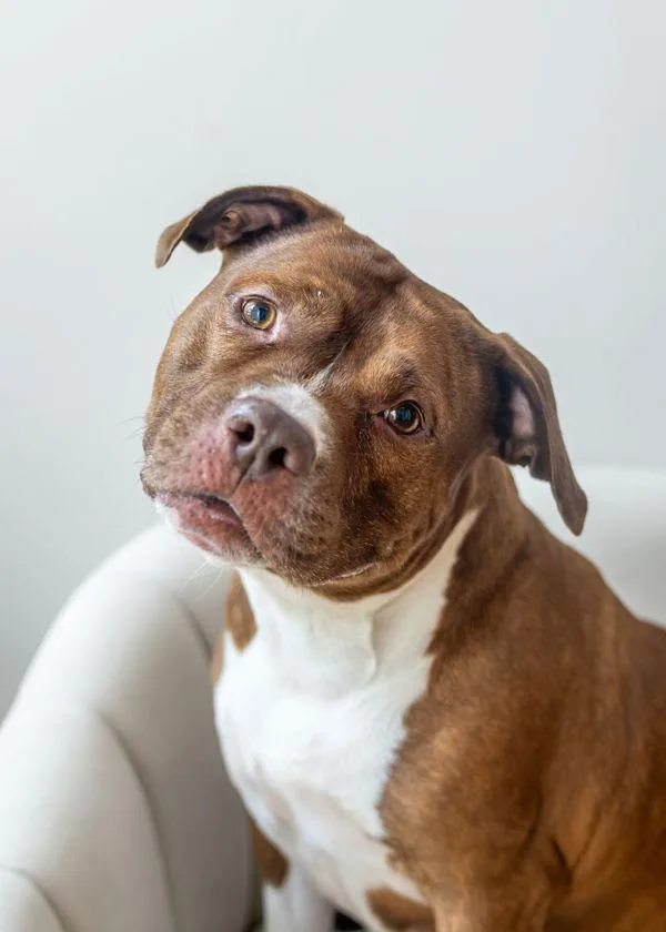 An adult medium-sized female Mixed Breed dog named Foxxy for adoption in New York, NY