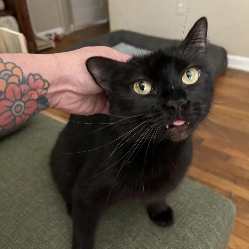 A senior small-sized female Black Domestic Short Hair cat named Cleo for adoption in Orlando, FL