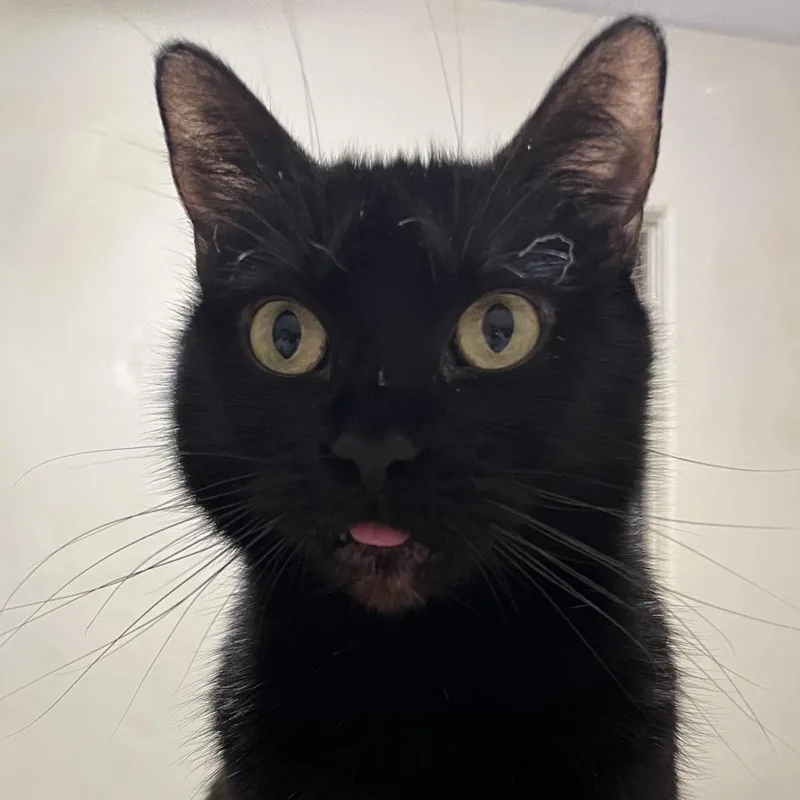 Cleo thumbnail 3