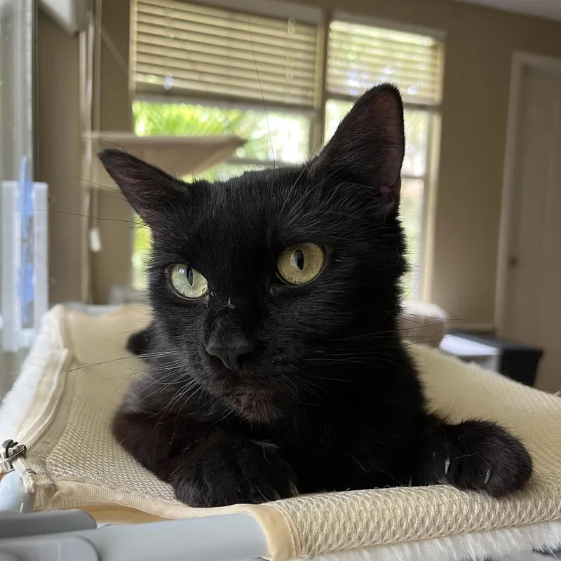 Cleo thumbnail 4