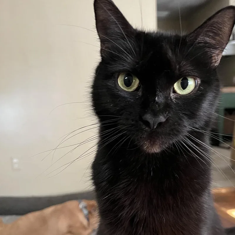 Cleo thumbnail 5