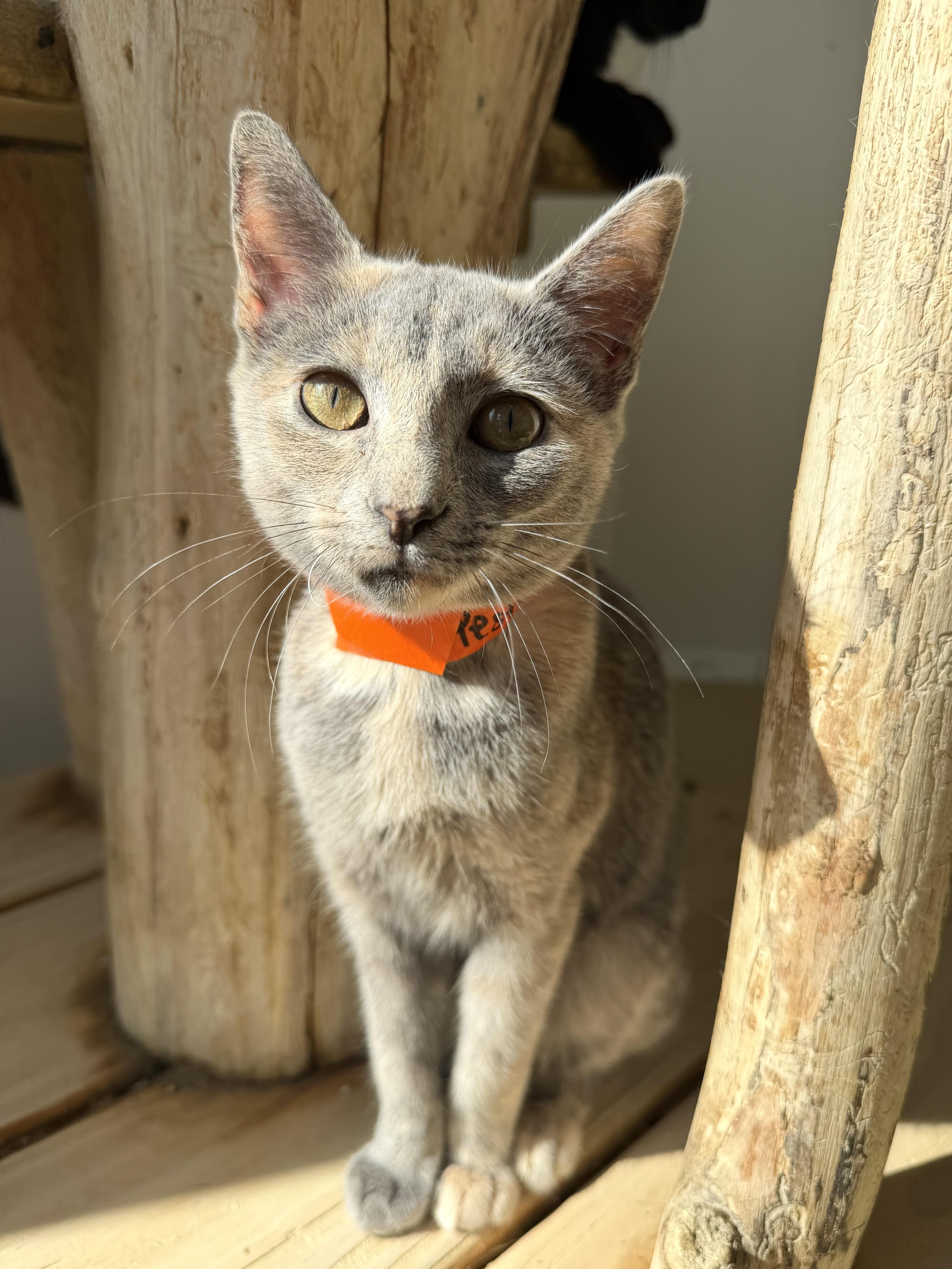 A baby medium-sized female Dilute Tortoiseshell Domestic Short Hair cat named Pesto for adoption in Chicago, IL