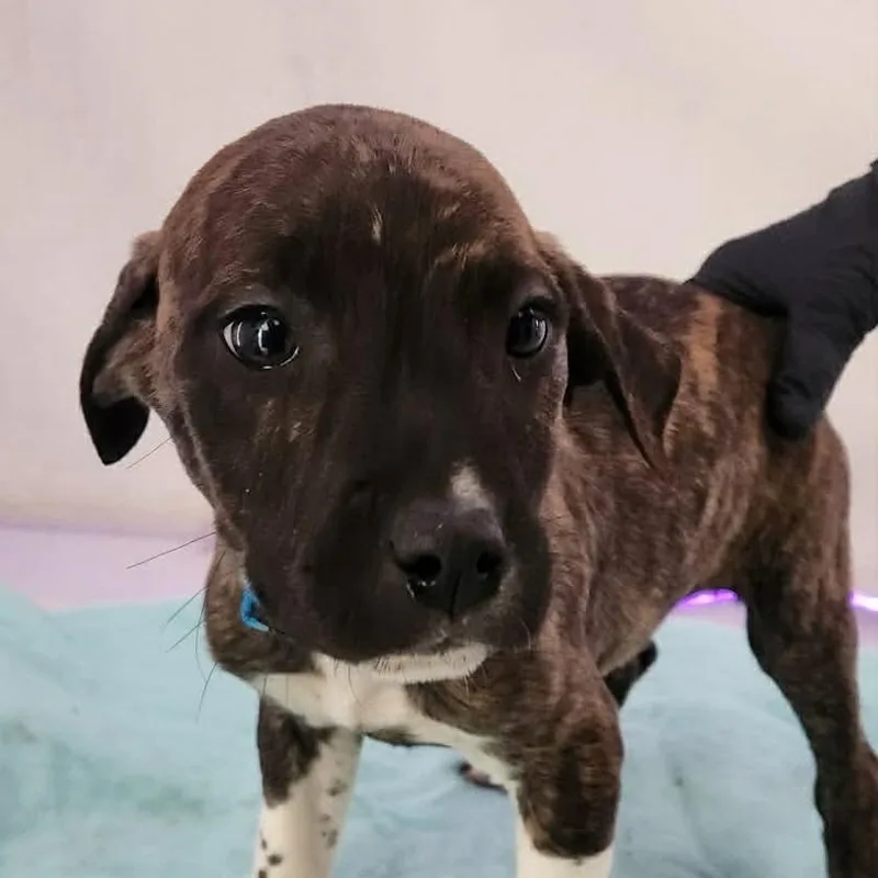 A baby small-sized male Brown / Chocolate Pit Bull Terrier dog named Arden for adoption in Oakville, WA