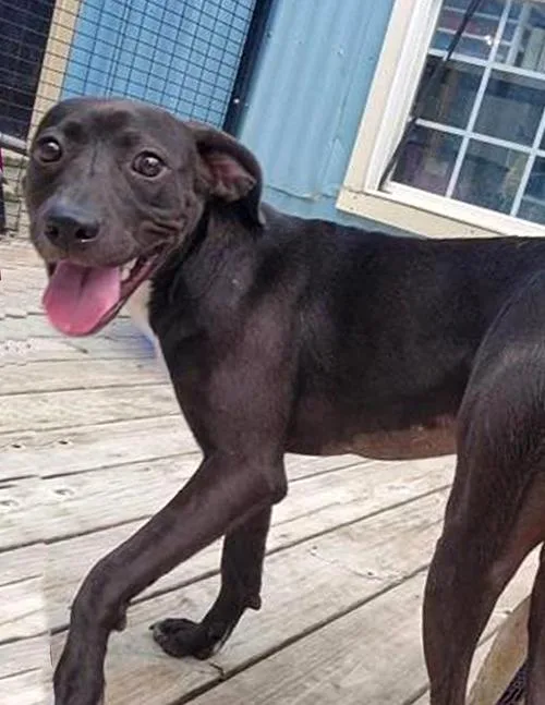 A young medium-sized female Labrador Retriever dog named Elvira for adoption in Winton, NC